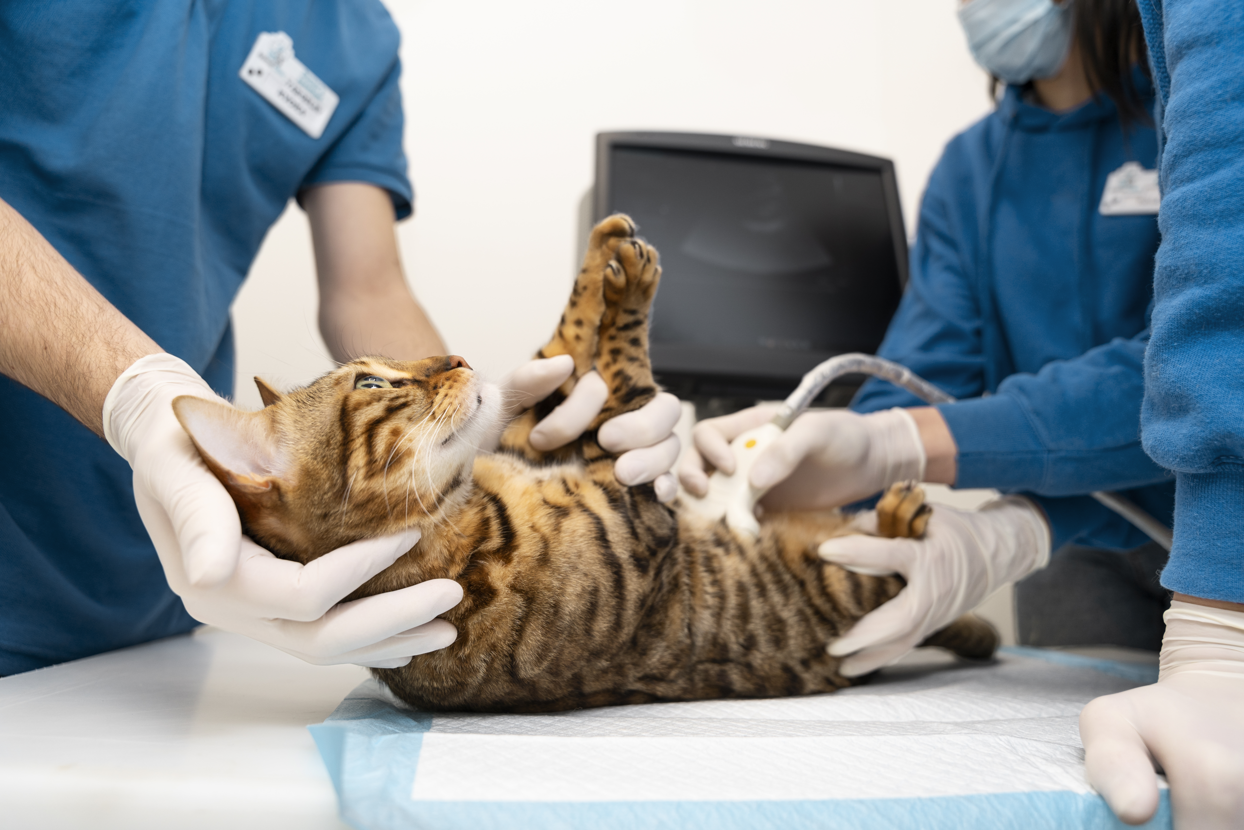 Gato Lorem ipsum dolor sit amet